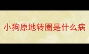 小狗原地转圈是什么病