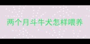两个月斗牛犬怎样喂养