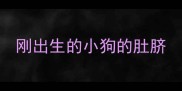 刚出生的小狗的肚脐