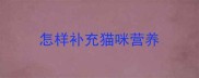 怎样补充猫咪营养