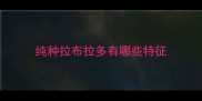 纯种拉布拉多有哪些特征