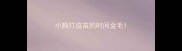 小狗打疫苗的时间金毛
