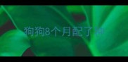 狗狗8个月配了种