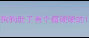 狗狗肚子有个瘤硬硬的