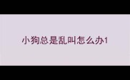 小狗总是乱叫怎么办
