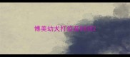 博美幼犬打疫苗时间