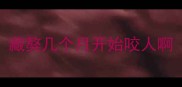 藏獒几个月开始咬人啊