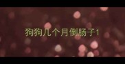 狗狗几个月倒肠子