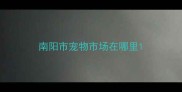 南阳市宠物市场在哪里