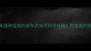 新手必看从未接种疫苗的成年犬如何科学补种附疫苗时间表和注意事项