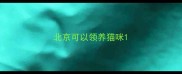 北京可以领养猫咪