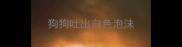 狗狗吐出白色泡沫