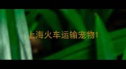 上海火车运输宠物