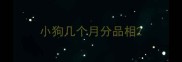 小狗几个月分品相