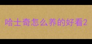 哈士奇怎么养的好看