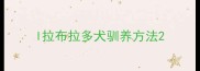 l拉布拉多犬驯养方法