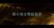 给小哈士奇起名字