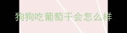 狗狗吃葡萄干会怎么样