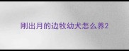 刚出月的边牧幼犬怎么养