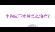 小狗皮下水肿怎么治疗