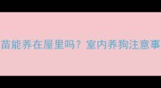 狗狗没打疫苗能养在屋里吗室内养狗注意事项全攻略