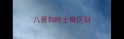 八哥和哈士奇区别