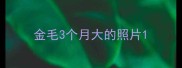 金毛3个月大的照片
