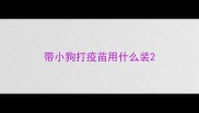 带小狗打疫苗用什么装