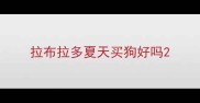 拉布拉多夏天买狗好吗