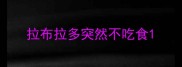 拉布拉多突然不吃食