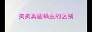 狗狗真菌螨虫的区别