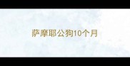 萨摩耶公狗10个月