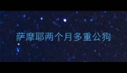 萨摩耶两个月多重公狗