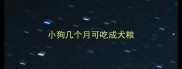 小狗几个月可吃成犬粮