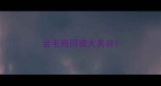 金毛巡回猎犬美容
