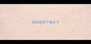 狗狗突然不喝水了