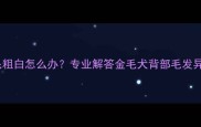 金毛犬背毛粗白怎么办专业解答金毛犬背部毛发异常全攻略