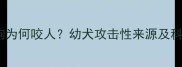 两个月大土狗为何咬人幼犬攻击性来源及科学防治指南