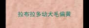 拉布拉多幼犬毛偏黄