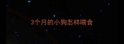 3个月的小狗怎样喂食