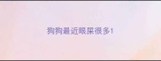 狗狗最近眼屎很多