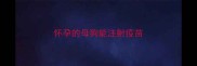 怀孕的母狗能注射疫苗