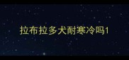 拉布拉多犬耐寒冷吗