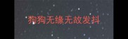 狗狗无缘无故发抖