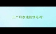 三个月泰迪能修毛吗