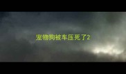 宠物狗被车压死了