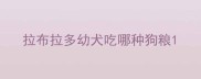 拉布拉多幼犬吃哪种狗粮