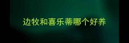 边牧和喜乐蒂哪个好养