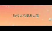 边牧大毛量怎么看
