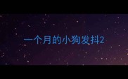 一个月的小狗发抖